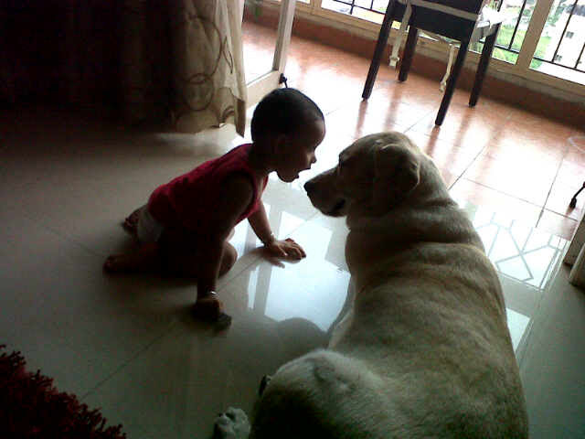 Baby Aanya nose-to-nose with Ginger the Labrador